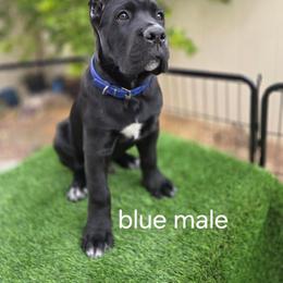 Top Pick Male - Black male Cane Corso puppy in California from Donato Kennels