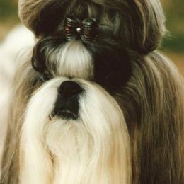 Shih Tzu All Grown Up from Sabar Shih-tzu