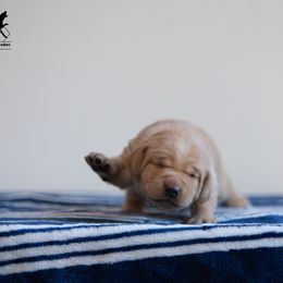 Labrador Retriever Puppies from Sun Ridge Labradors