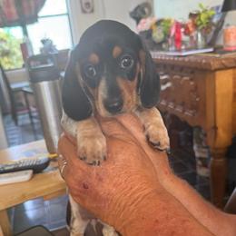 Sage - Black and cream female Dachshund puppy in Fort Worth, Texas from Louis' Litters