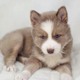 Felix SALE 3700 - Lavender male Pomsky puppy in Christiana, Tennessee from Smoky Mountain Pomskies