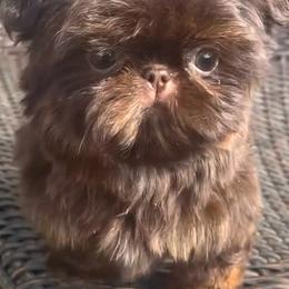Shih Tzu Puppies from Shih Tzu Crue