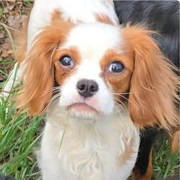 Penny - Cavalier King Charles Spaniel