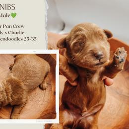 Bibs - Red  male Goldendoodle puppy in Hilton, New York from The House of Goldendoodle