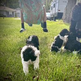 Poodle Puppies from Alysia Saleice Estes