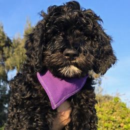 Mr Plum - Bernedoodle puppy from Our Doodle Ranch