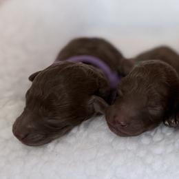 Pink collar - Silver-beige  female Poodle puppy in Franklin Park, Illinois from Windy City Majestic Toy Poodles