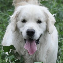 Boba - Golden Retriever