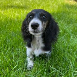 Gypsy - Dachshund