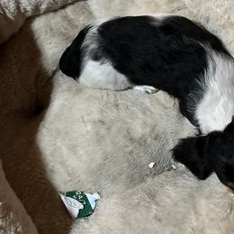 Dachshunds from B&K Dachshunds