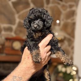 Mia - Phantom female Poodle puppy in Milton, Florida from Sutton Place Doodles