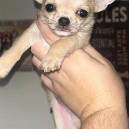 Chihuahua Puppies from Sasha’s Elite Kennel LLC