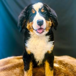 Figgy - Black rust and white female Bernese Mountain Dog puppy in Alabama from Dogwood Creek Bernese
