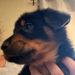 Green Collar - Black and rust male Beauceron puppy in Floyd’s Knobs, Indiana from Birdwing Beaucerons