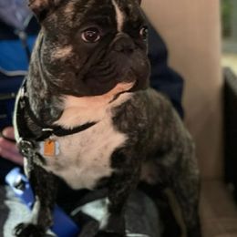 French Bulldogs and Yorkshire Terriers from MDG Kennels