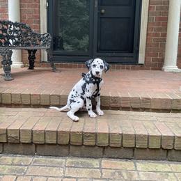 Dalmatian Puppies from Spotted Jewels Dalmatians