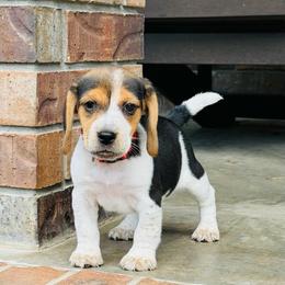 Jude - Black tan and bluetick male Beagle puppy in Mansfield, Missouri from Rippee Creek Kennel
