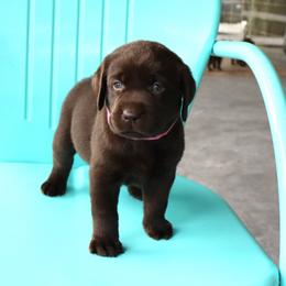 Ocean - Chocolate female Labrador Retriever puppy in Camden, Indiana from Camden's Caring Canines