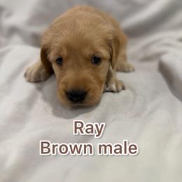 Boy 2 - Golden male Golden Retriever puppy in Salt Lake City, Utah from Soaring golden retrievers
