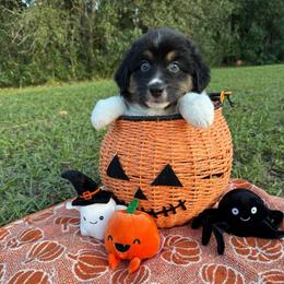 Griffin - Black tri-color male Australian Shepherd puppy in Weeki Wachee, Florida from Ace of Spades Australian Shepherds