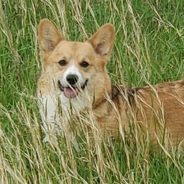Jazz - Pembroke Welsh Corgi