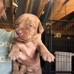 White - Yellow male Labrador Retriever puppy in Newton Grove, North Carolina from Wayalife Labradors & Gsp’s