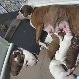 2 all white males - White male Boxer puppy in Shelton, Washington from Clydesflashyboxers