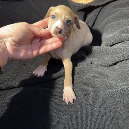 Bernard - Fawn male Italian Greyhound puppy in Wilkes Barre, Pennsylvania from Laraz Pupz
