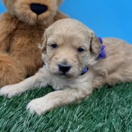 Sandy - Cream female Goldendoodle puppy in Cape Coral, Florida from Nay Nays Mini Doodles
