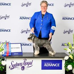 Miniature Schnauzer puppies from Alabama Havanese Kennel Tidewater Kennel