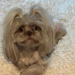Shih Tzus from Divine Shih Tzu of Fairland