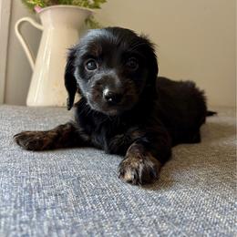 Prince William - Black male Dachshund puppy in Aiken, South Carolina from State Eight Dachshunds