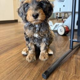 Bernedoodle Puppies from Rebecca Vandersluis