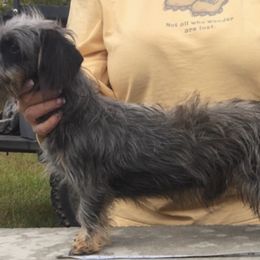 Dachshunds from Val’s Pals