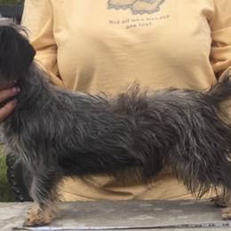 Dachshunds from Val’s Pals