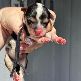 Nugget (black) - Black and tan male Pembroke Welsh Corgi puppy in East Oakdale, California from Rhettro Kennels