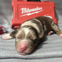 Masen - Red merle male Australian Shepherd puppy in Litchfield, New Hampshire from Aussies Edge Farm