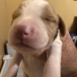 Rooster - Orange and white male Brittany puppy in Elko, Georgia from HillTop Brittany Kennel