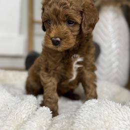 Goldendoodle and Maltipoo Puppies from Jessica's Maltipoo and Goldendoodle