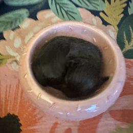 Hope - Chocolate female Havanese puppy in Arizona from HavaDoggie
