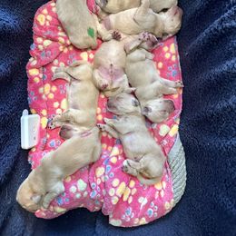 Boy 1 - Golden Retriever puppy in Virginia Beach, Virginia from Argos Golden Retrievers