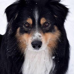 Australian shepherd - Black tri-color male Australian Shepherd puppy in Kila, Montana from Glacier Aussies
