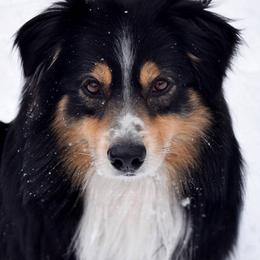 Australian shepherd - Black tri-color male Australian Shepherd puppy in Kila, Montana from Glacier Aussies