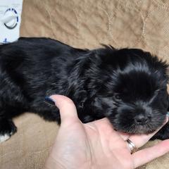 Cane - Black and white male Shichon puppy in Imperial, Missouri from Shichon Teddybear  puppies of Miss