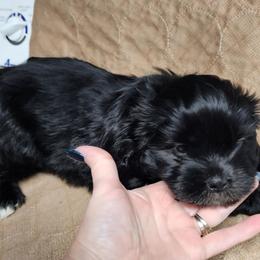 Cane - Black and white male Shichon puppy in Imperial, Missouri from Shichon Teddybear  puppies of Miss