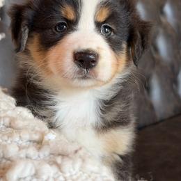 Jada-has tail-many videos - Black tri-color female Australian Shepherd puppy in Troy, South Carolina from Australian Shepherds of 3/W Farms