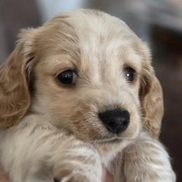 Girl 1 - Cream female Dachshund puppy in Oklahoma from DRB Dachshunds