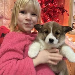 Winter - Sable female Pembroke Welsh Corgi puppy in New Auburn, Wisconsin from Cordell Corgis