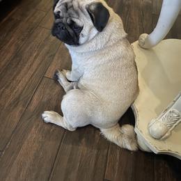 Bulldog and Pug Puppies from Love that bulldog lewter family