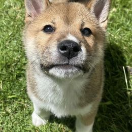 Shiba Inu from Julie's Shibas